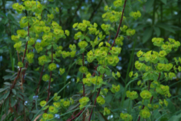 Euphorbia amygdaloides 'Purpurea' Amandelwolfsmelk bestellen